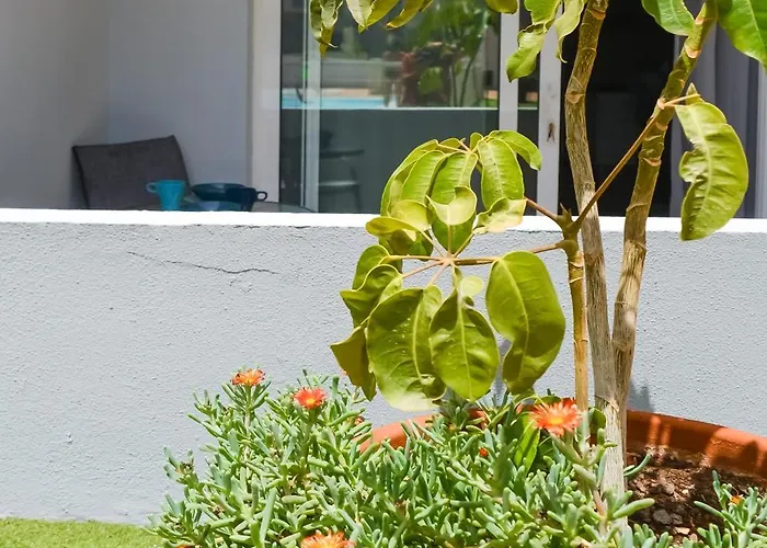 Paradise Palms I Deluxe, Incl. Welcome Package *